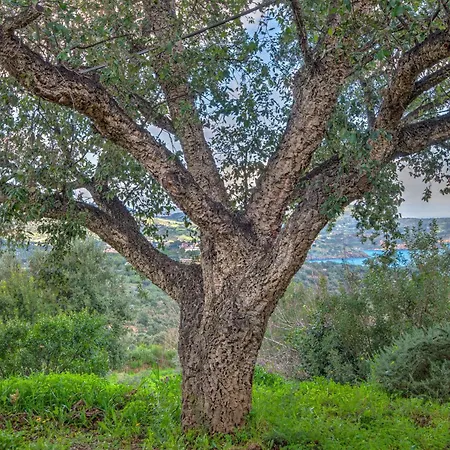 Villa Casa Vignola